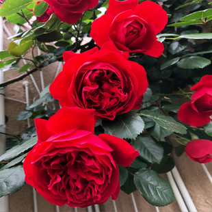 爬藤月季大苗多季开弗洛伦蒂娜萨红色大花多头庭院花园耐寒热植物