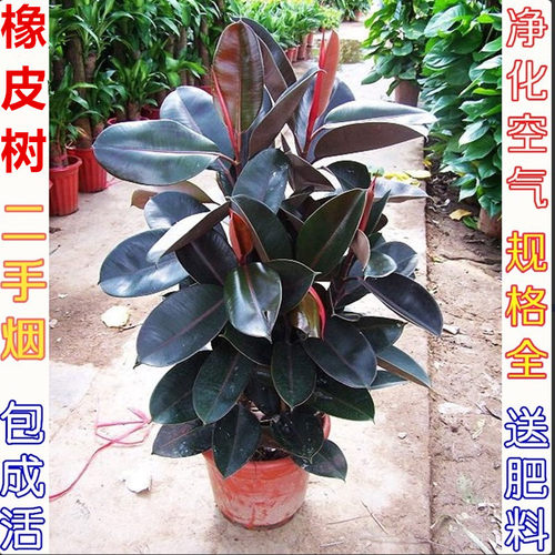橡皮树客厅绿叶大叶四季常青植物