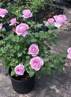 蓝色风暴花苗带花苞四季浓香玫瑰蔷薇大花易栽种好活欧月阳台庭院