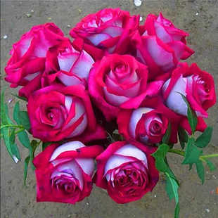 花苗玫瑰阳台庭院玫瑰 开花大花浓香切花月季 莫妮卡贝鲁奇月季 四季