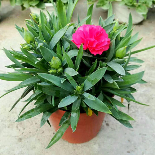 庭院阳台观花植物康乃馨盆栽包邮