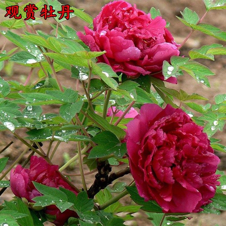 牡丹花苗盆栽洛阳正宗牡丹苗大苗室内庭院当年开花绿植物花卉盆栽