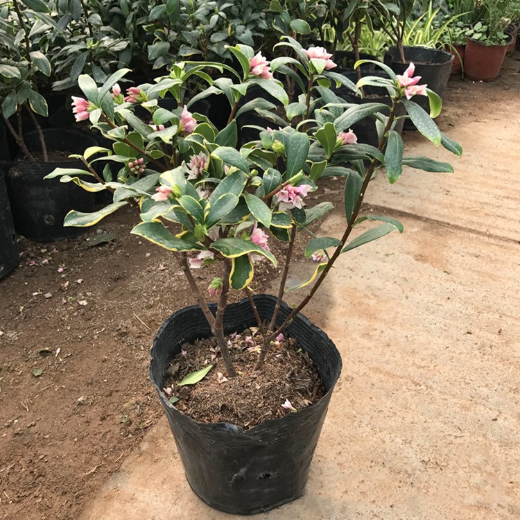 金边瑞香盆栽花苗耐寒浓香观花木图片