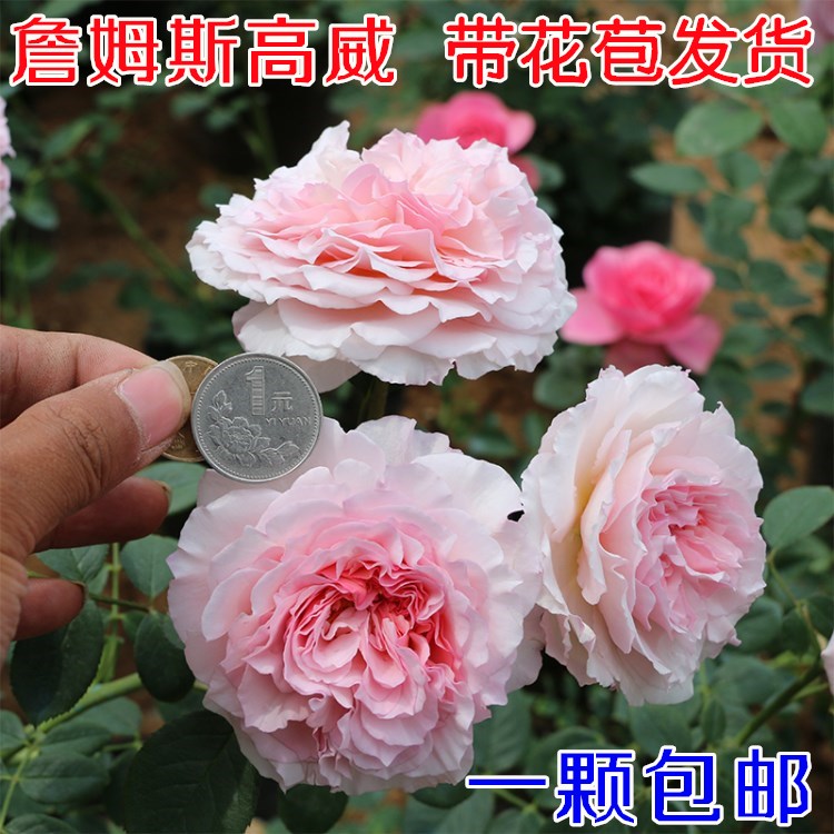 月季花苗 詹姆斯高威盆栽花卉大花月季花苗爬藤藤本月季蔷薇花苗