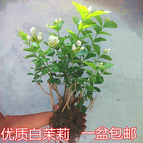 重瓣白茉莉花苗室内盆栽净化空气