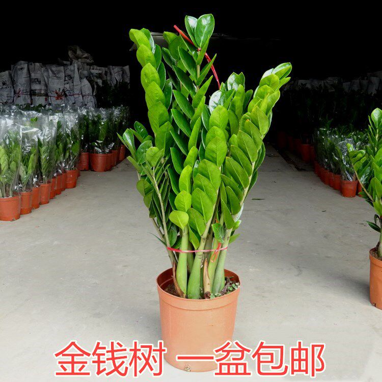 金钱树大盆栽植物钱串子客厅室内招财绿植四季常青净化空气发财树