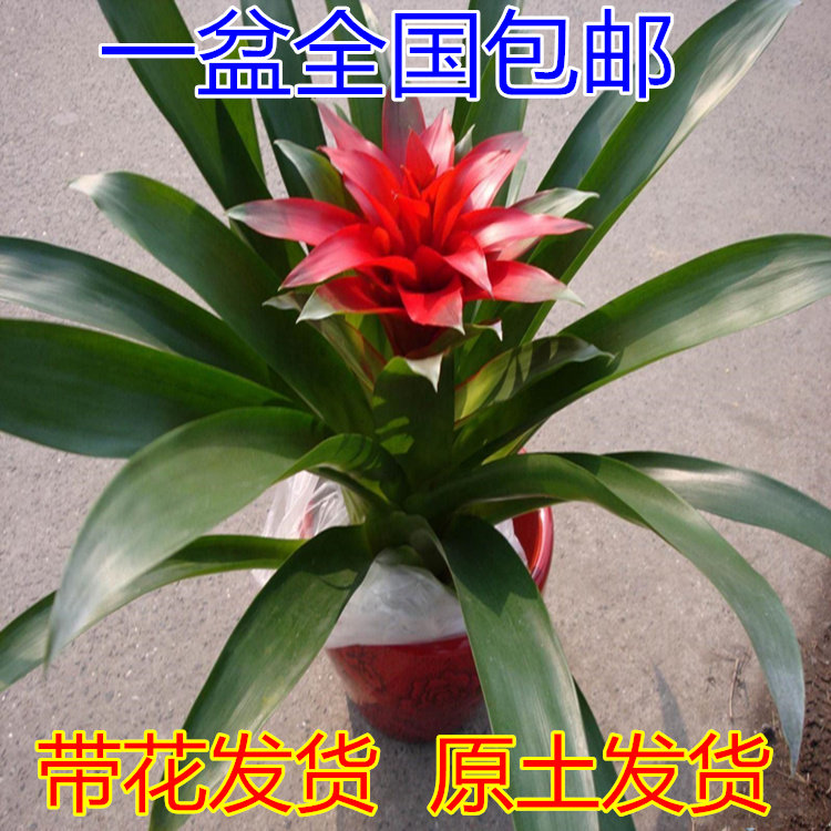 鸿运当头盆栽水培小红星凤梨花带花绿植室内客厅大型办公室绿植物