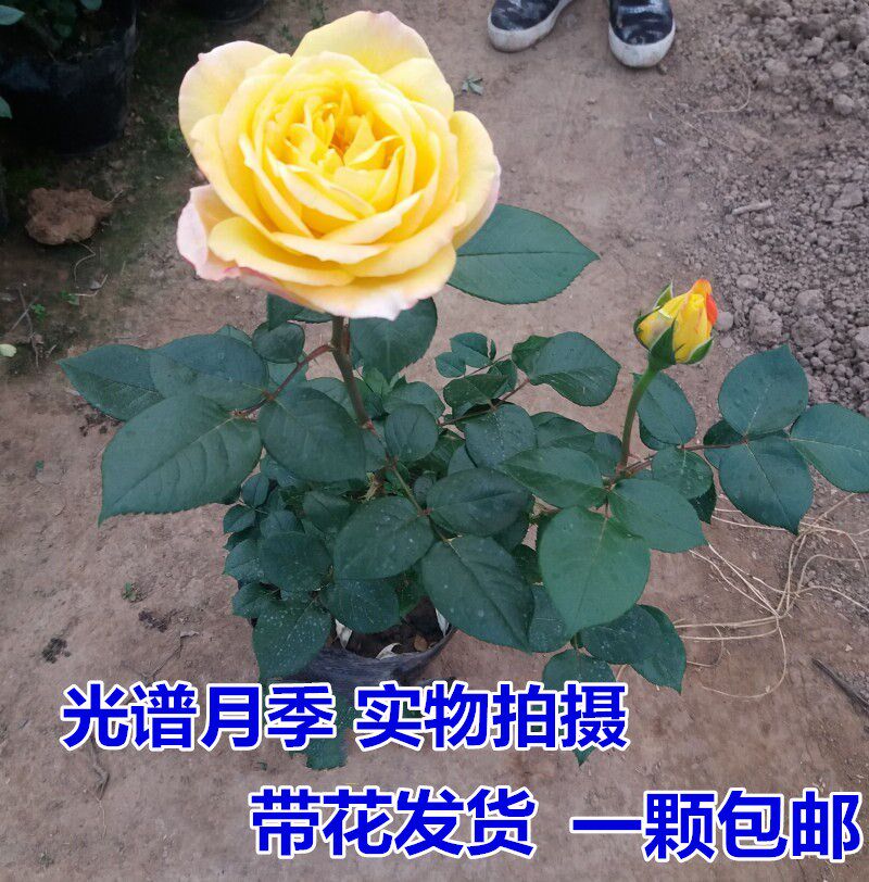 藤本光谱月季 爬藤月季 月季花苗 藤本月季光谱 大花月季盆栽月季