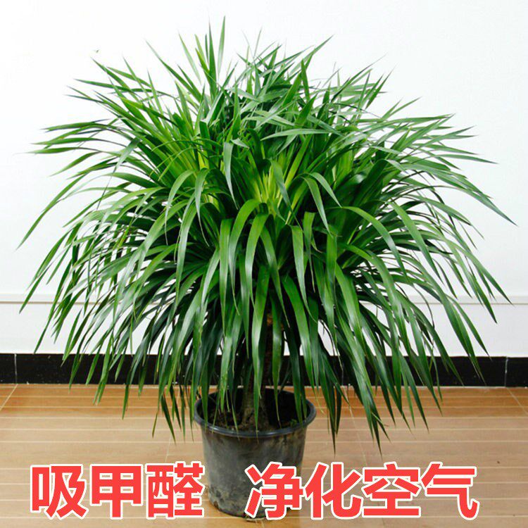 盆栽龙须多头客厅铁树大型吸室内植物包邮 树盆景  龙甲醛龙血树