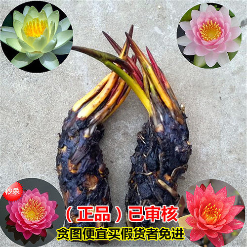 睡莲植物盆栽庭院根块水生花卉
