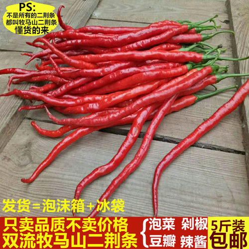 成都牧马山二荆条红辣椒新鲜