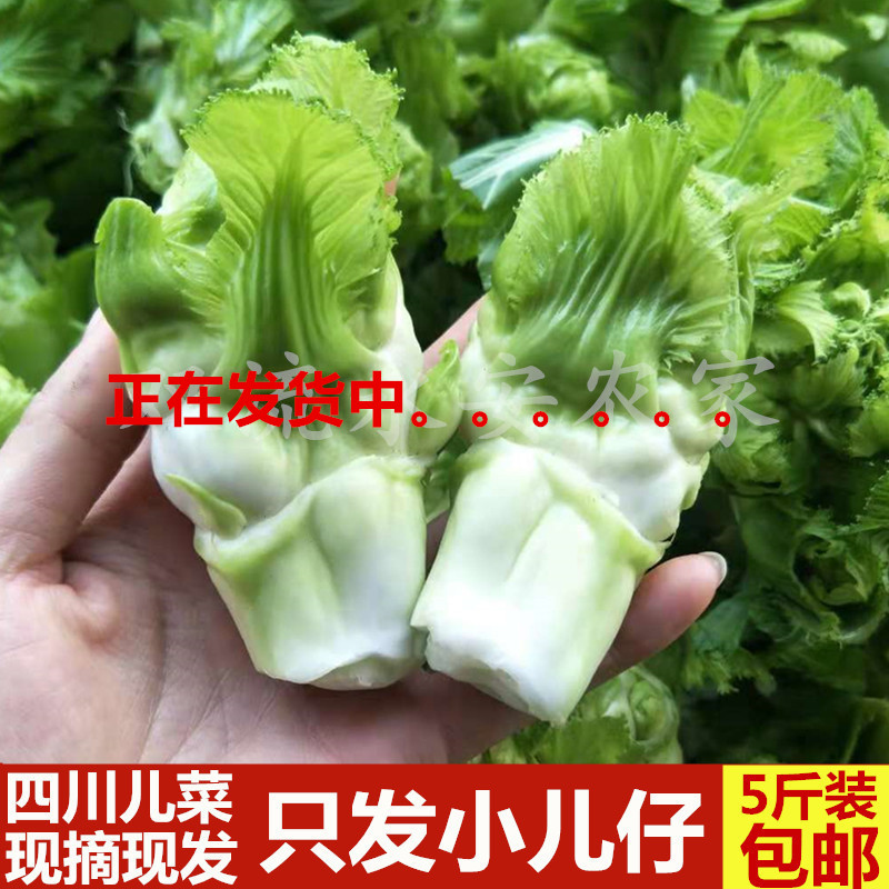 四川娃娃菜新鲜蔬菜儿菜小儿仔芽抱儿菜芥菜南充菜泡榨菜原料