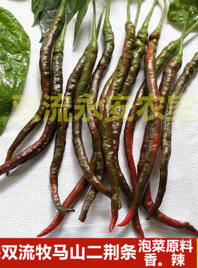 四川成都牧马新鲜二荆条辣椒