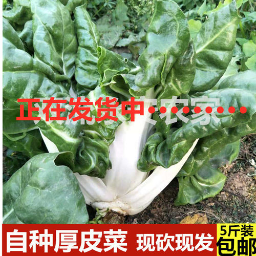 四川厚皮菜新鲜牛皮菜蔬菜