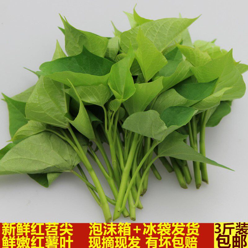 四川红薯叶尖新鲜地瓜叶红苕尖番薯苗农家苕尖叶时令蔬菜现摘