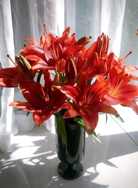 红宝石炫冰动感黑宝石黑色魅力阿曼达亚百合鲜切花今