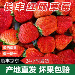 【买2斤送1斤】长丰草莓红颜奶油草莓新鲜现摘孕妇九九牛奶草莓水