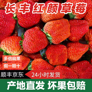 【买2斤送1斤】长丰草莓红颜奶油草莓新鲜现摘孕妇九九牛奶草莓水