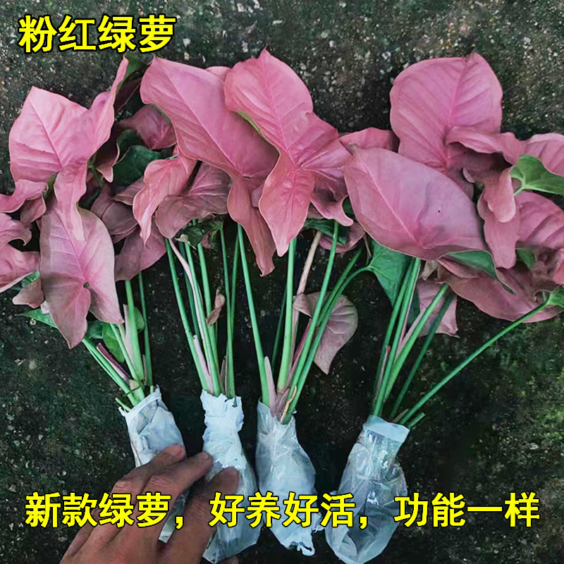 金边吊兰盆栽植物室内水养银边