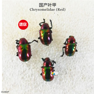 国产叶甲Chrysomelidae XS型 中国产地 red