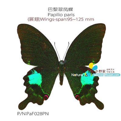 巴黎翠凤蝶Papilio paris 中国 95-125mm中国L型