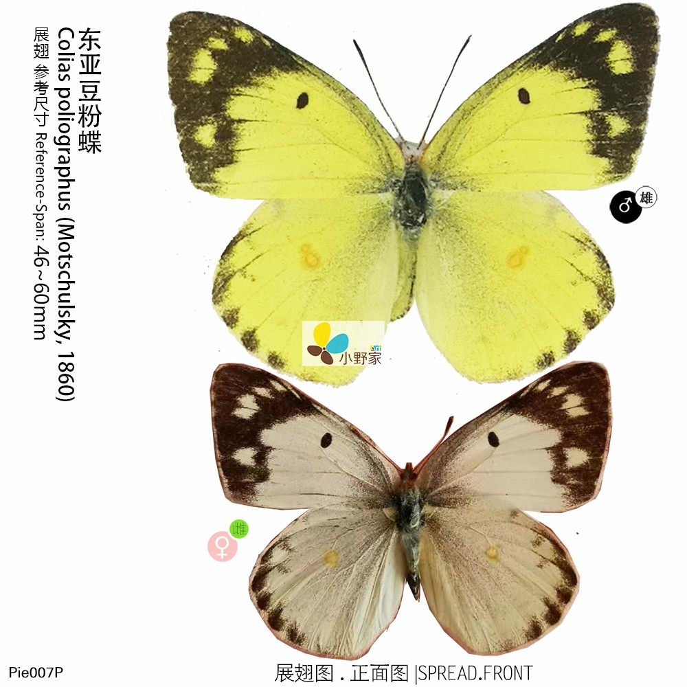 m f东亚豆粉蝶 colias poliographus 46-60mm沈阳