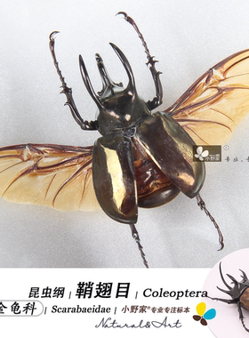 小野家鞘翅目【金龟科】巨人兜虫辛酸小兜金龟标本科普昆虫标本