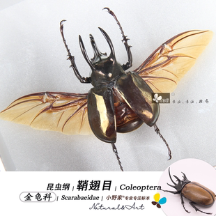 小野家鞘翅目【金龟科】巨人兜虫辛酸小兜金龟标本科普昆虫标本