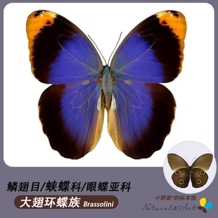[眼蝶亚科/环蝶族] 猫头鹰环蝶真蝴蝶标本原蝶展翅定制