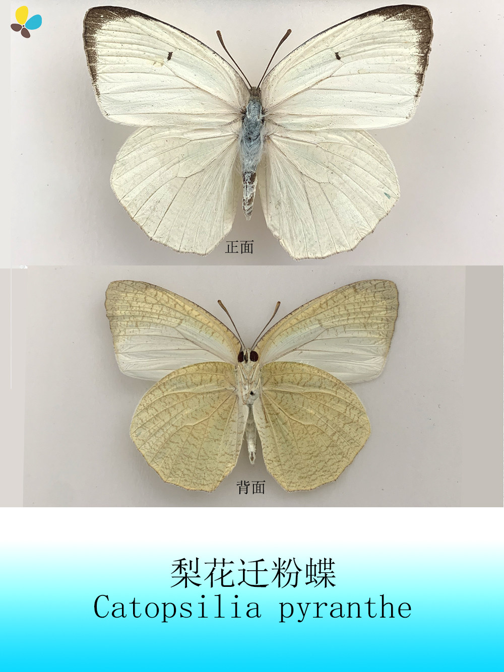 梨花迁粉蝶catopsilia pyranthe  展翅50~70mm 小型s 中国品种