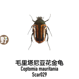 马达加斯加 体长20mm mauritiana 毛里塔尼亚花金龟Coptomia XS型