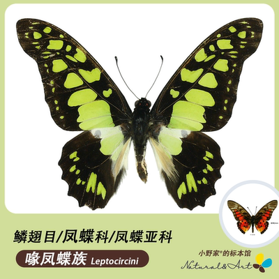 凤蝶亚科【喙凤蝶族】真蝴蝶标本玫瑰青凤蝶小野家专业专注标本