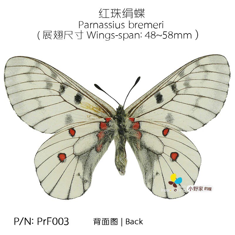 红珠绢蝶parnassius bremeri 展翅48~58mm 小型s 中国品种