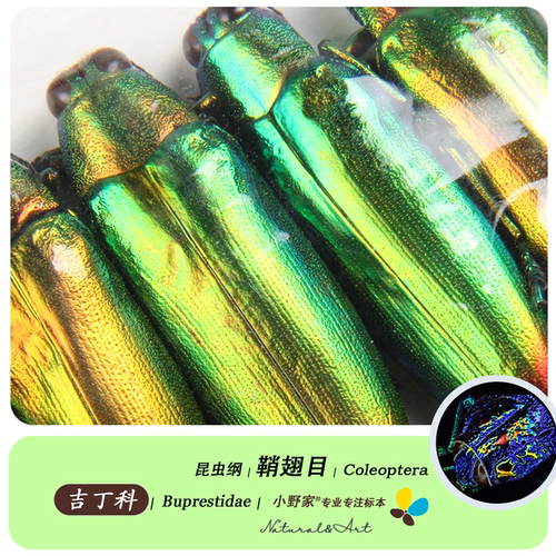 昆虫标本甲虫宝石吉丁科昆虫标本