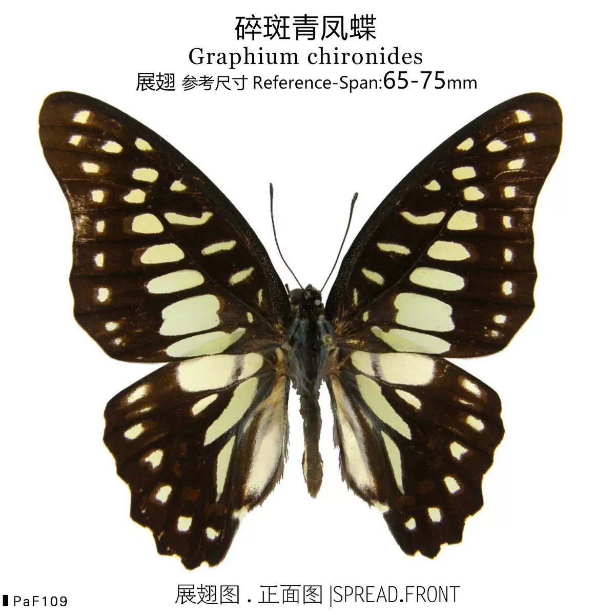 碎斑青凤蝶 graphium chironides 展翅65~75mm 中国品种