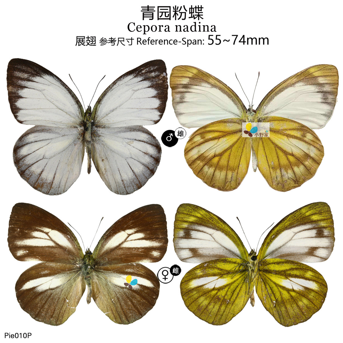 青园粉蝶cepora nadina 展翅55~74mm