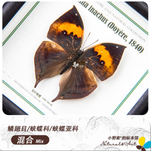 [蛱蝶亚科/混合族属] 绢蛱蝶圆翅网蛱蝶枯叶蛱蝶蝴蝶标本原蝶批发