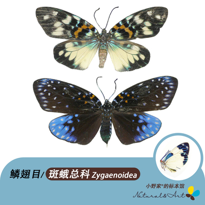 斑蛾科鳞翅目彩蛾科标本