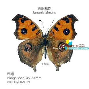 展翅50 美眼蛱蝶Junonia 中国产地 S型 almana 70mm