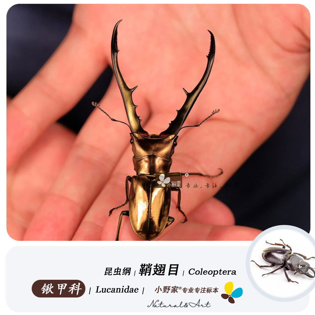 鞘翅目【锹甲科】驯鹿环锹甲长颈鹿锯锹甲细身赤锹昆虫科普,文具电教/文化用品/商务用品,教学标本/模型,淘宝优惠券,粉丝福利购,淘宝优惠卷