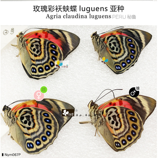 秘鲁产地 luguens claudina pair玫瑰彩袄蛱蝶luguens亚种Agrias