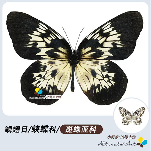 小野家斑蝶亚科异型紫斑蝶标本