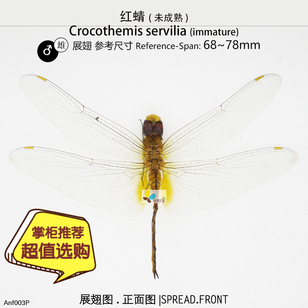 红蜻未成熟体Crocothemis servilia Nature&Art 家居饰品 其他工艺饰品 原图主图