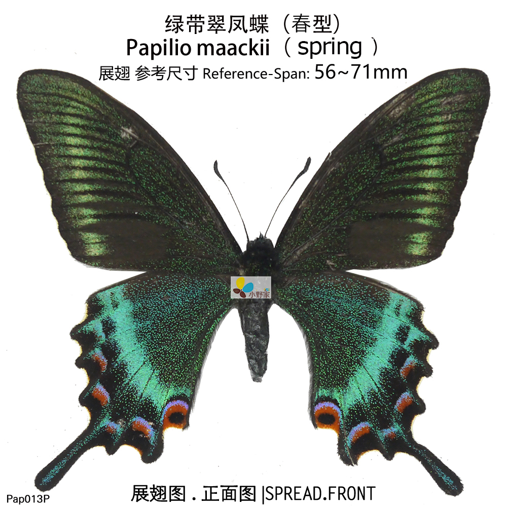 小野家真蝴蝶标本原蝶 绿带翠凤蝶【春型】Papilio maackii 家居饰品 其他工艺饰品 原图主图