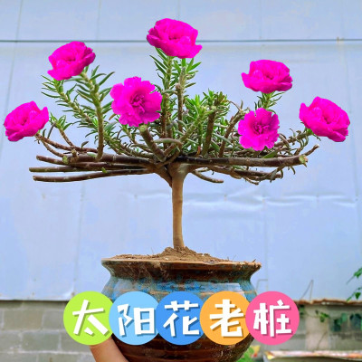 网红重瓣太阳花造型老桩