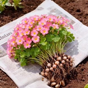 紫夜酢浆草种球种籽春植炸浆草紫色关节酢浆草种子四季早花卉盆栽