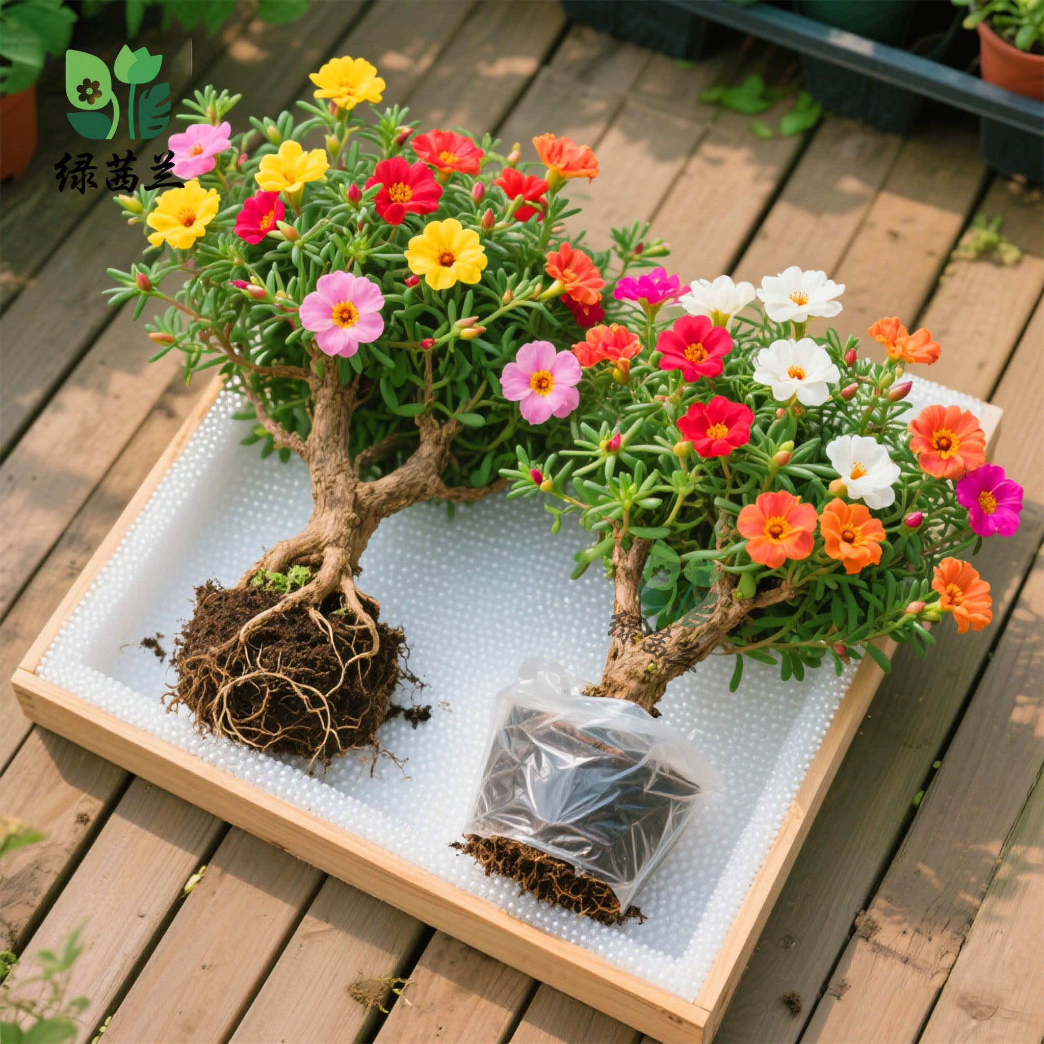 重瓣太阳花老桩多色多季开花植物太阳花苗带根耐寒庭院阳台易养活