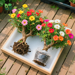 重瓣太阳花老桩多色多季 开花植物太阳花苗带根耐寒庭院阳台易养活