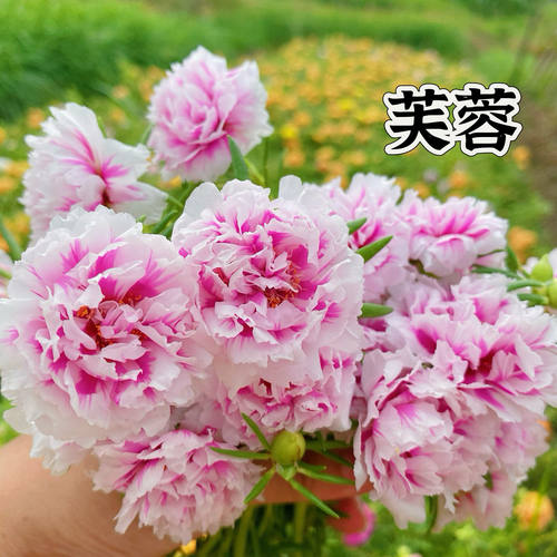 分色带花苞发货网红重瓣