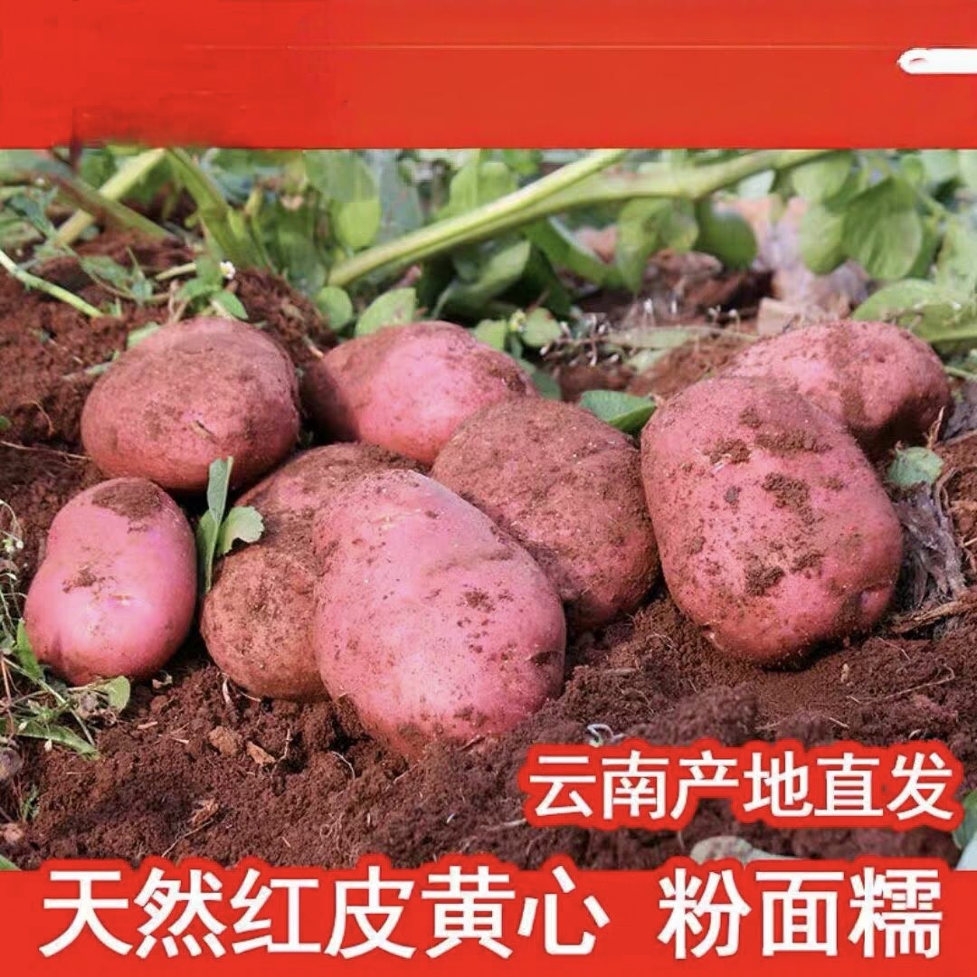 2026年新鲜云南高原红皮黄心洋芋不发旧土豆100克左右